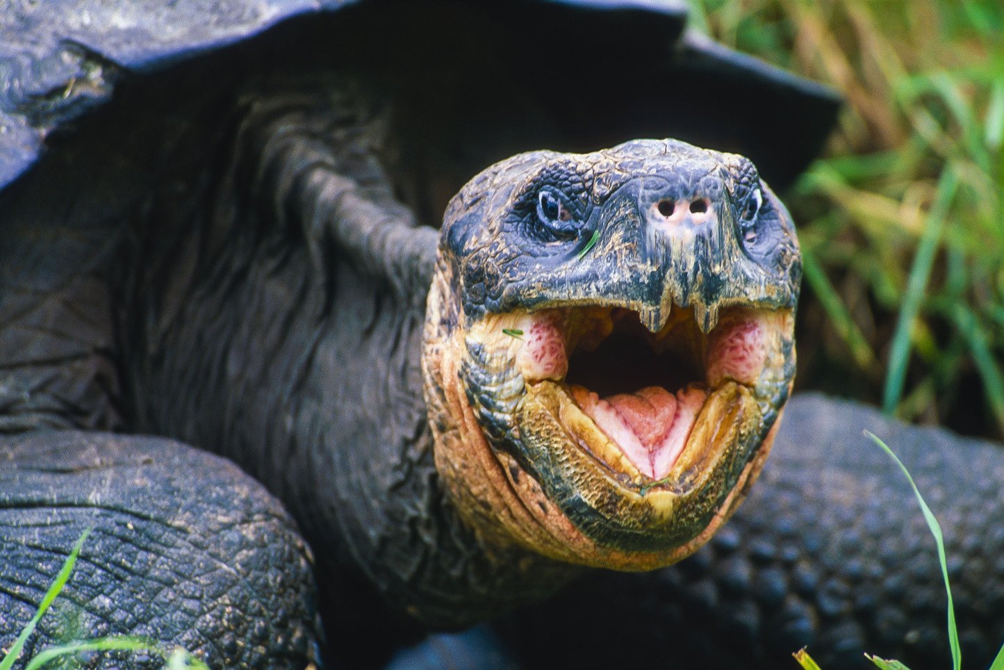 Schildkröte im Amazonasgebiet